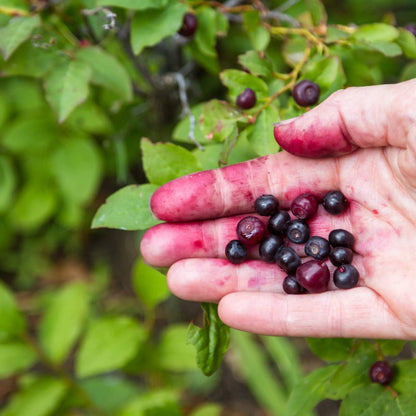 Huckleberry Lotion for Dry Skin – Silky, Hydrating & Hypoallergenic | NATURE'S APOTHECARY