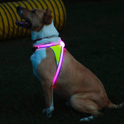 Noxgear LightHound: Illuminated Dog Harness with LED Fiber Optics – USB Rechargeable, Adjustable, Rainproof (X-Large)