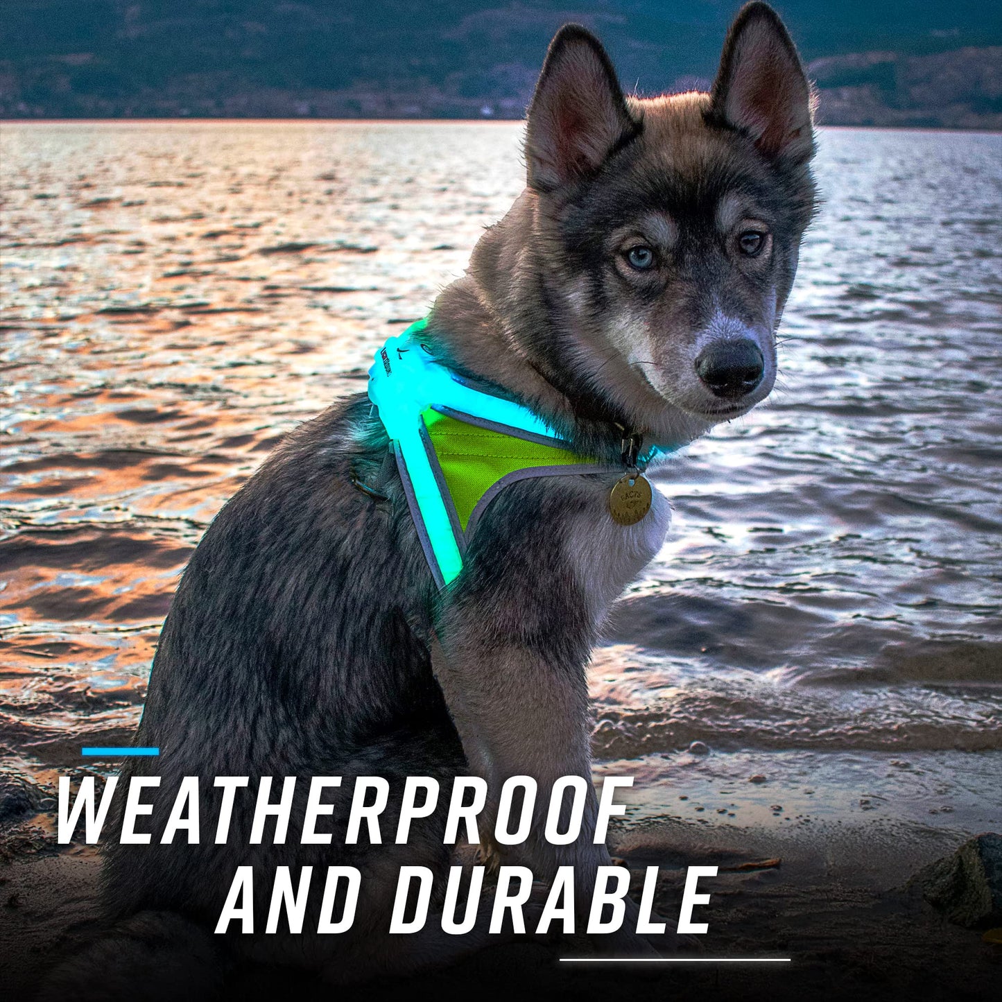 Noxgear LightHound: Illuminated Dog Harness with LED Fiber Optics – USB Rechargeable, Adjustable, Rainproof (X-Large)