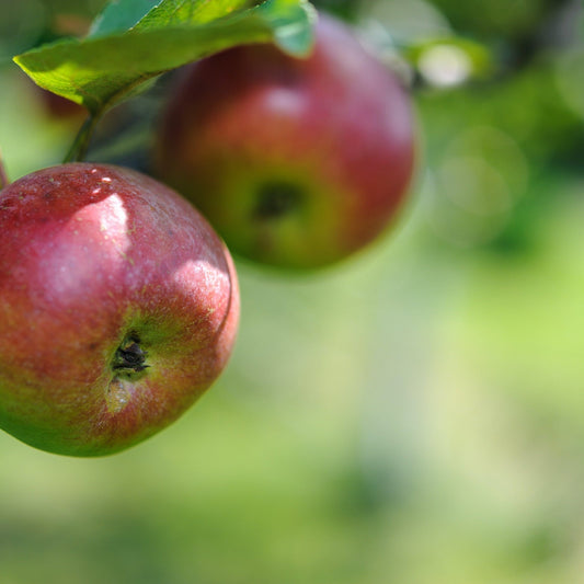 'Cox's Orange Pippin' Dwarf/Patio Apple Tree  1m