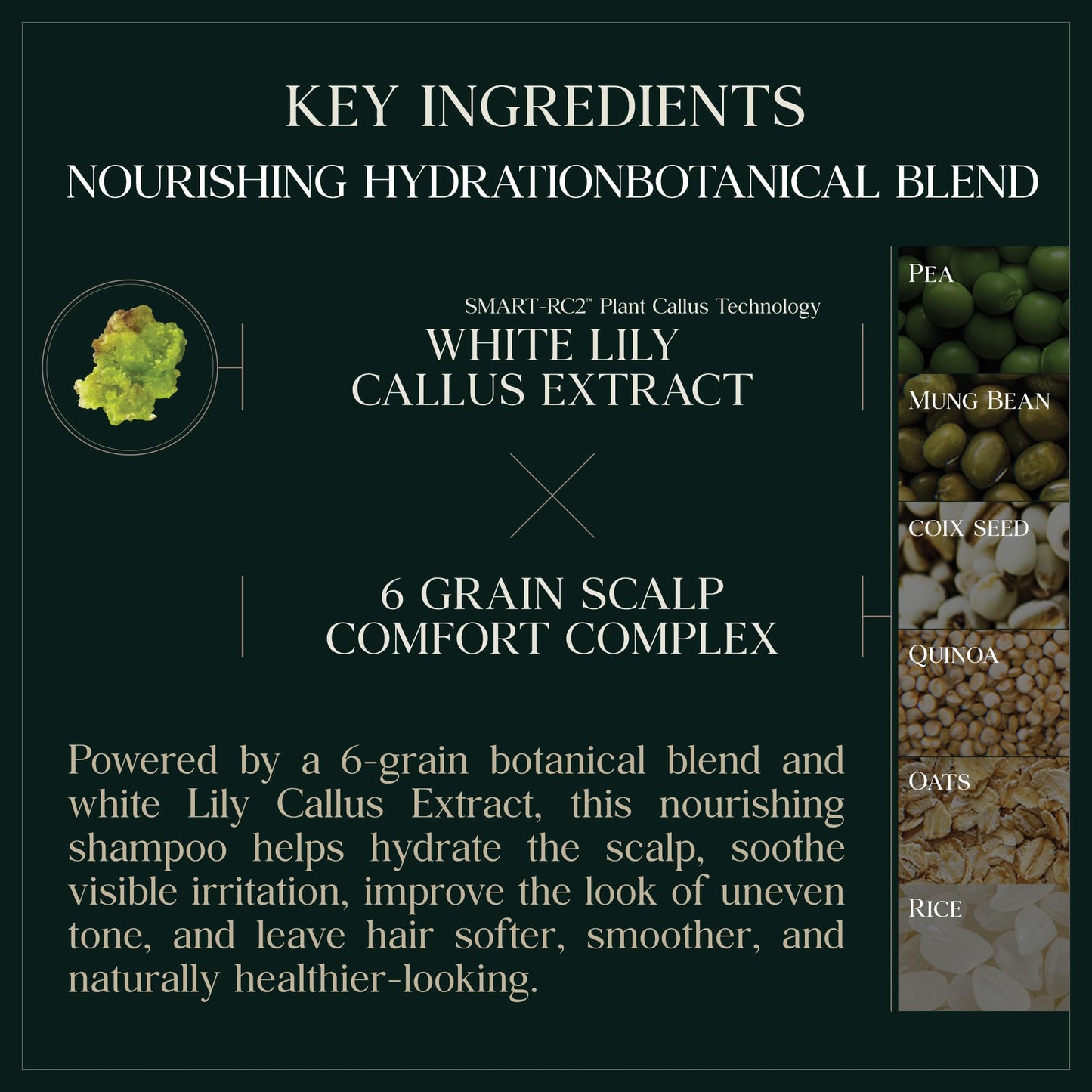 PUREBBLE Nourishing Botanic Cellcare Shampoo 500ml | Gentle, pH-Balanced & Color-Safe