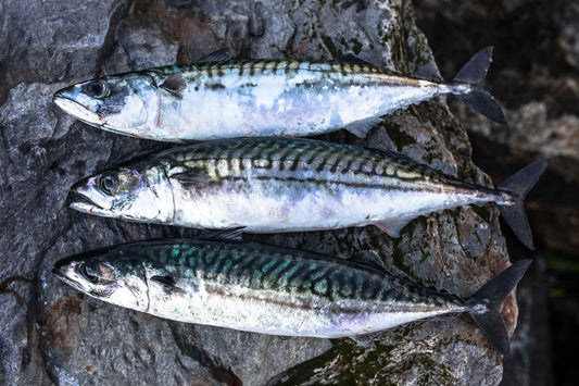 Sprats 1kg - Tripefactory Sunderland - Raw Frozen Treats