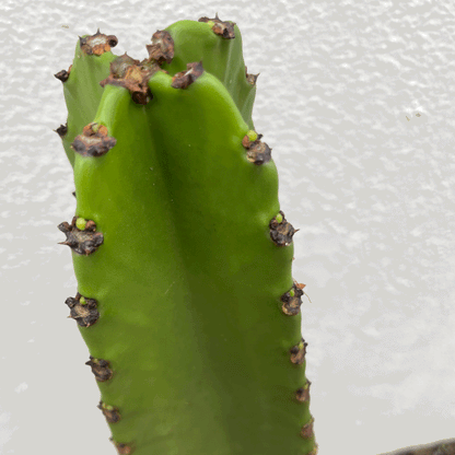 Euphorbia ingens (Cowboy Cactus)