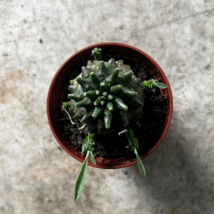 Pachypodium lamerei (Madagascar Palm)