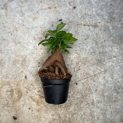 Ficus microcarpa 'Ginseng'