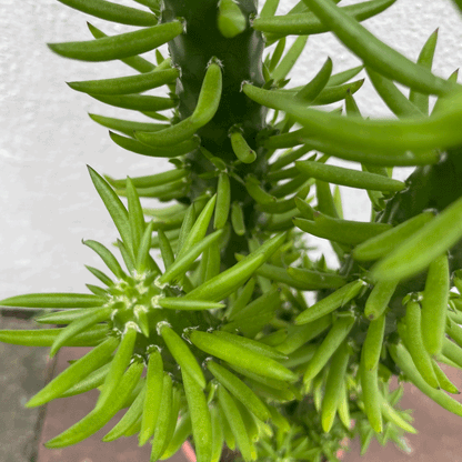 Austrocylindropuntia subulata (Eves Pin Cactus)
