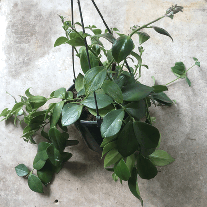 Aeschynanthus 'flearly Mona Lisa' (Lipstick Plant)