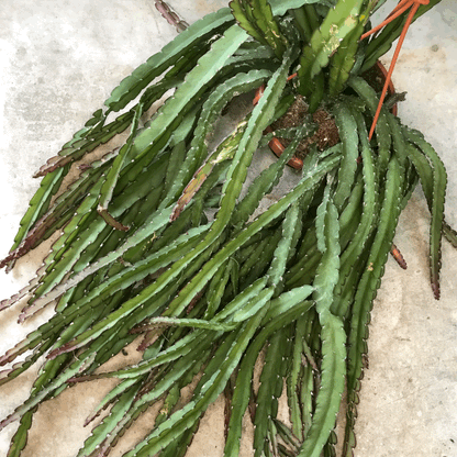 Lepismium cruciforme 'Red Tip' (Jungle Cactus)