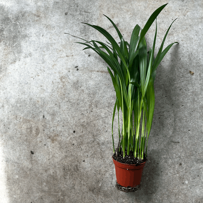 Dypsis lutescens (Areca Palm)