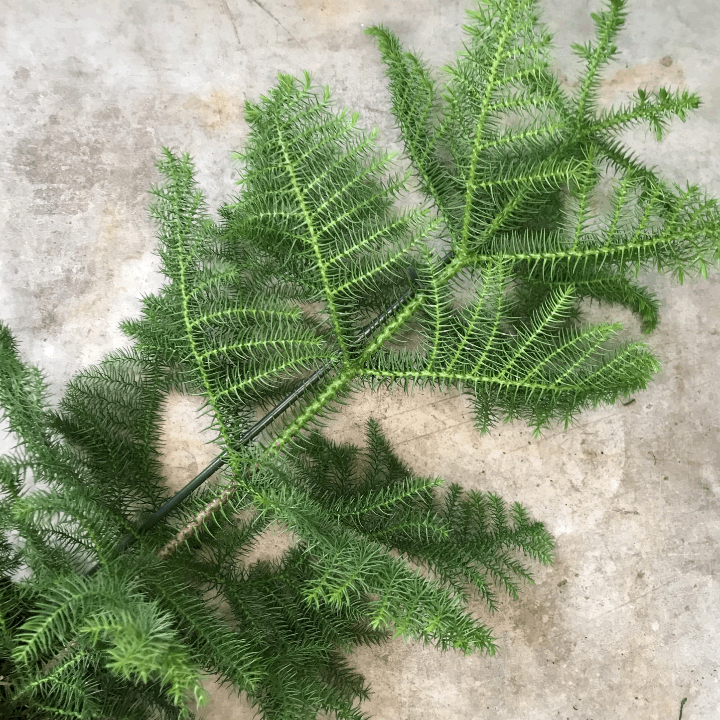 Araucaria heterophylla (Norfolk Island pine)