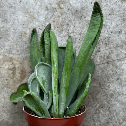 Kalanchoe luciae 'Oricula' (Paddle Plant)