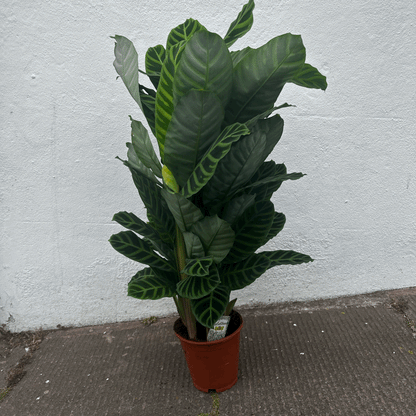Calathea zebrina (Prayer Plant)