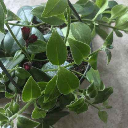 Aeschynanthus 'flearly Mona Lisa' (Lipstick Plant)