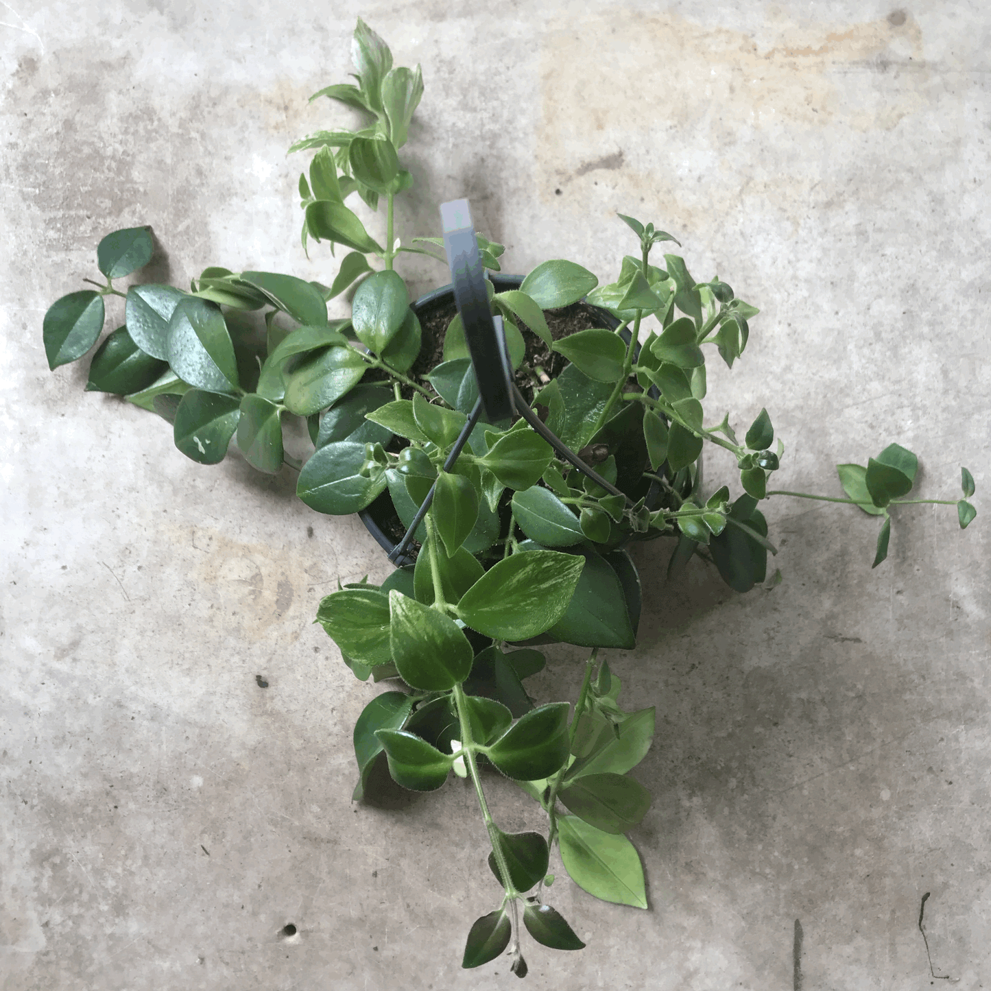 Aeschynanthus 'flearly Mona Lisa' (Lipstick Plant)
