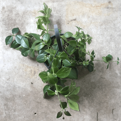 Aeschynanthus 'flearly Mona Lisa' (Lipstick Plant)