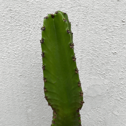 Euphorbia ingens (Cowboy Cactus)