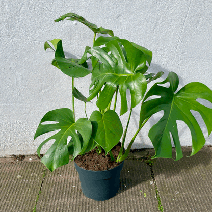 Monstera deliciosa (Swiss Cheese Plant)