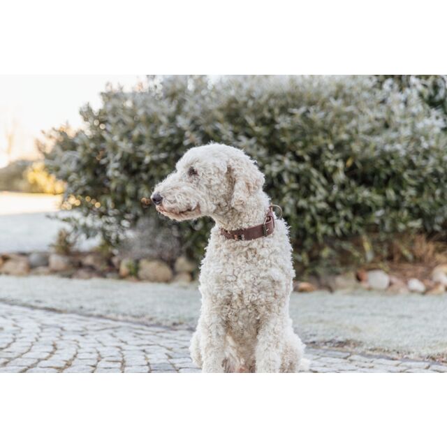 Trixie Rustic Greased leather collar Rivets, extra wide