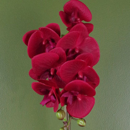 Deluxe Orchid: 46cm Red, Silver Pot