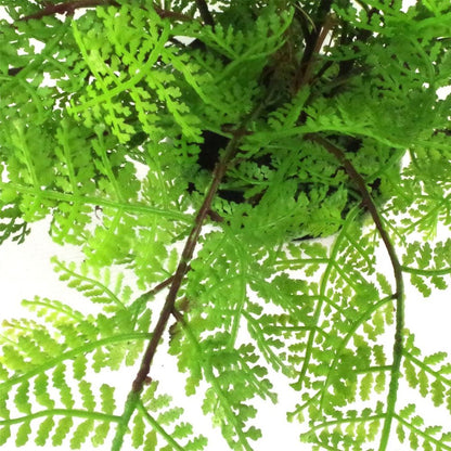 Realistic 30cm Artificial Potted Lady Fern - High Quality & Lifelike (Athyrium Filix-Femina)