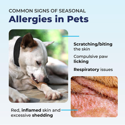 Dermabliss Dog Allergy Relief & Immune Support Chews - Vetnique Labs (120 Ct)