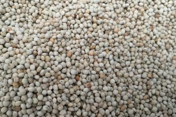 White Perilla